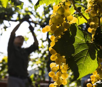 etica_la-quercia-di-lotta-vecchia-riolo-terme-imola