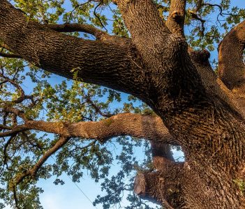 la-storia_azienda-agricola-la-quercia-di-lotta-vecchia-riolo-terme-imola-800x683