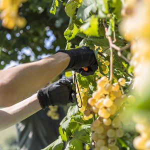 metodi-di-lavorazione-02_la-quercia-di-lotta-vecchia-riolo-terme-imola