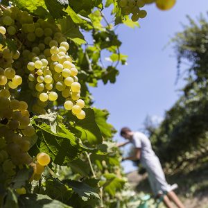 metodi-di-lavorazione-03_la-quercia-di-lotta-vecchia-riolo-terme-imola-1