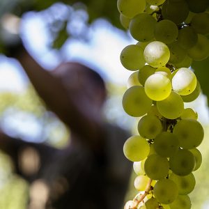metodi-di-lavorazione-03b_la-quercia-di-lotta-vecchia-riolo-terme-imola-1