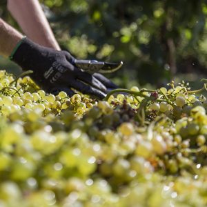 metodi-di-lavorazione-04_la-quercia-di-lotta-vecchia-riolo-terme-imola