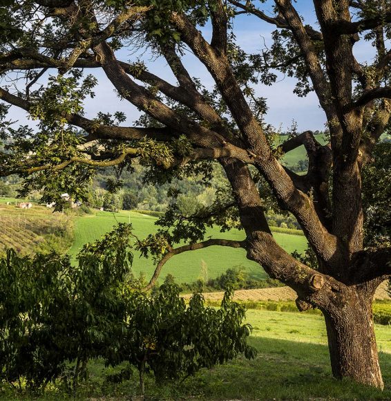 filosofia_azienda-agricola-la-quercia-di-lotta-vecchia-riolo-terme-imola